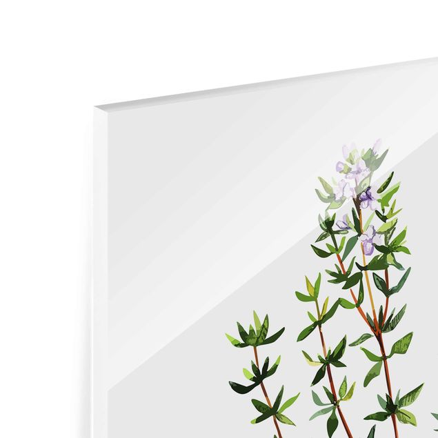 Glas magnettavla Herbs Illustration Thyme