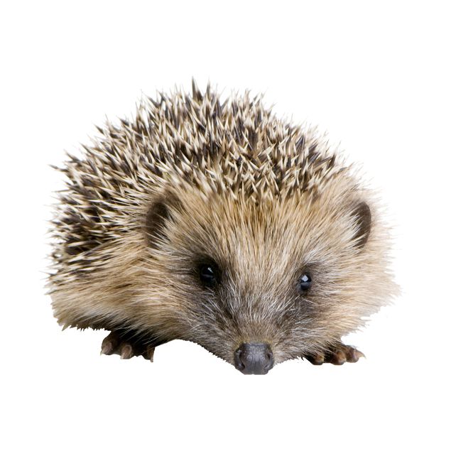 Vinduesklistermærker dyr Little Hedgehog