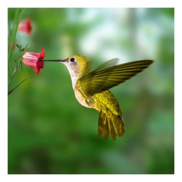 Vinduesklistermærker blomster Hummingbird And Flower