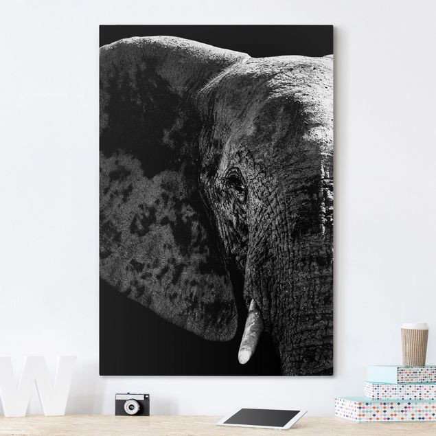 Billeder elefanter African Elephant black and white