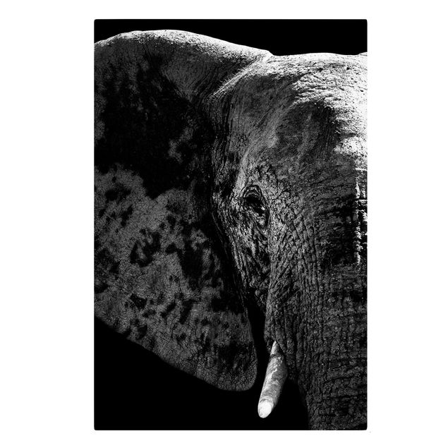 Billeder på lærred sort og hvid African Elephant black and white