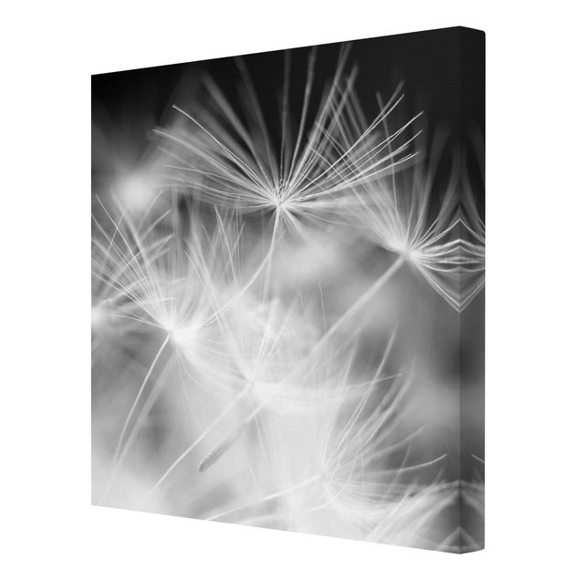 Billeder på lærred sort og hvid Moving Dandelions Close Up On Black Background