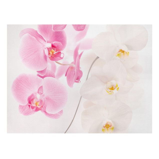Billeder på lærred blomster Delicate Orchids
