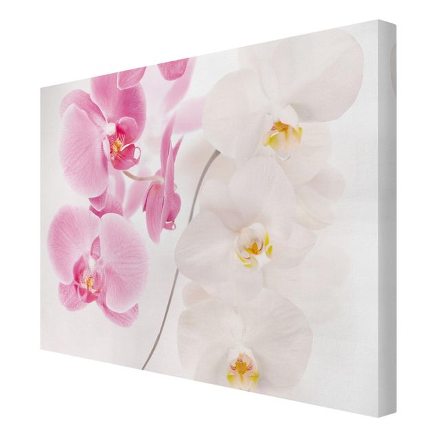 Billeder blomster Delicate Orchids