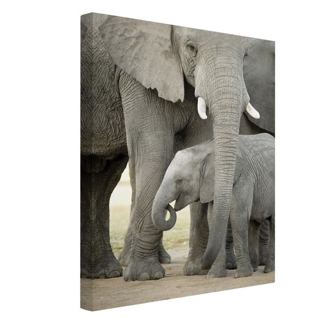 Billeder på lærred dyr Elephant Love