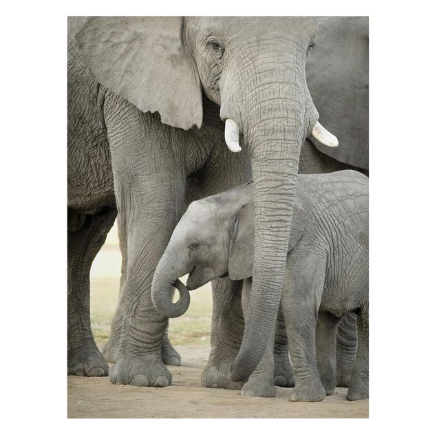 Billeder Afrika Elephant Love