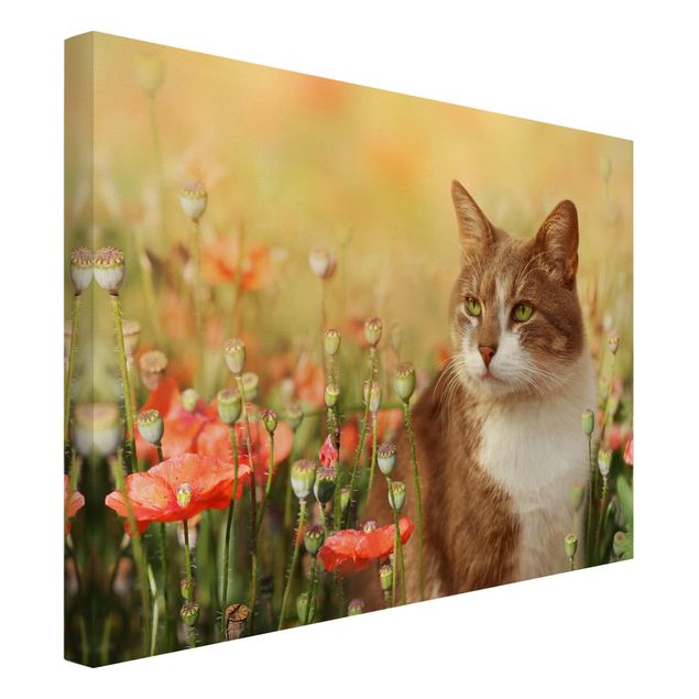 Billeder på lærred katte Cat In A Field Of Poppies