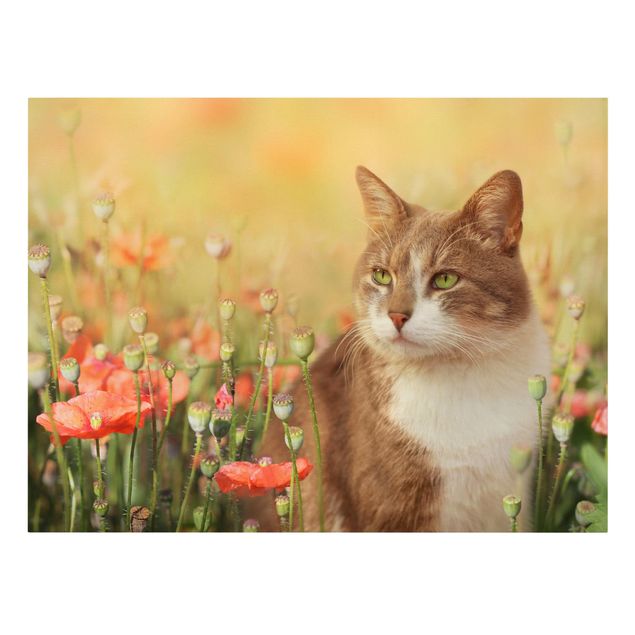 Billeder katte Cat In A Field Of Poppies