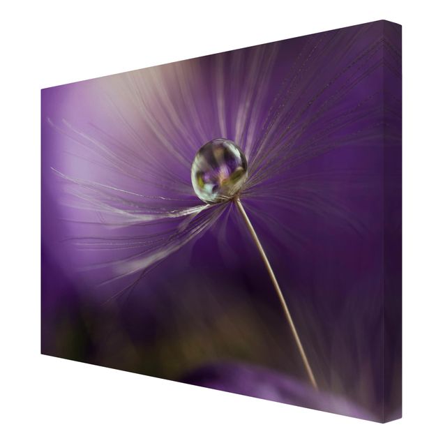 Billeder lilla Dandelion In Violet