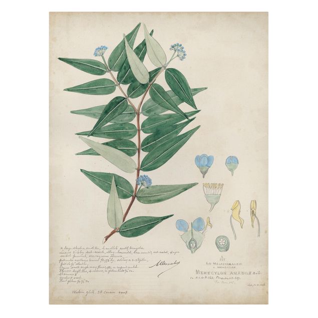 Billeder grøn Melastomataceae - Ambile