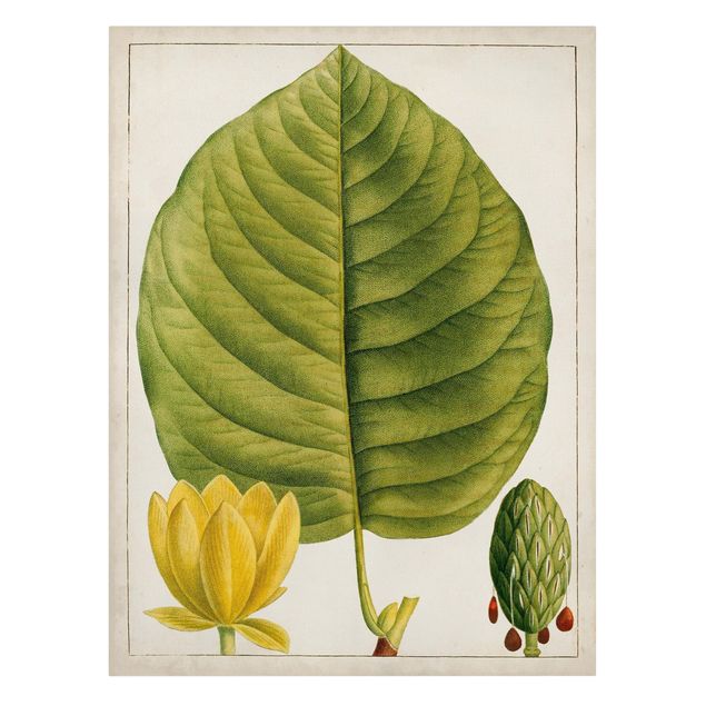 Billeder grøn Tableau Leaf Flower Fruit I