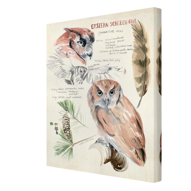 Billeder Wilderness Journal - Owl