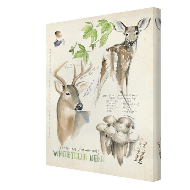 Billeder brun Wilderness Journal - Deer