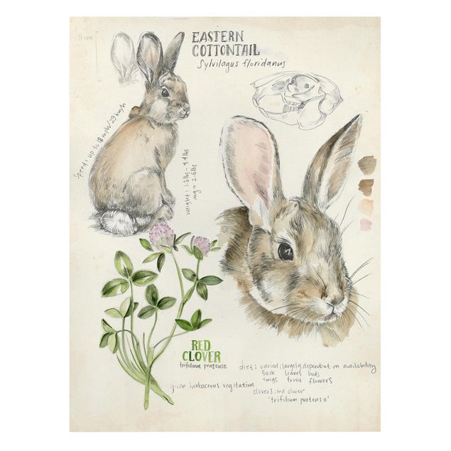 Billeder brun Wilderness Journal - Rabbit