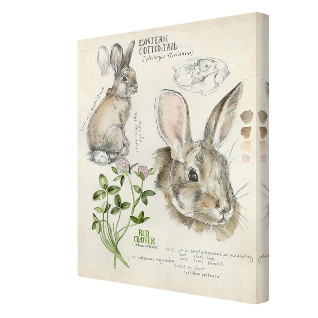 Billeder Wilderness Journal - Rabbit