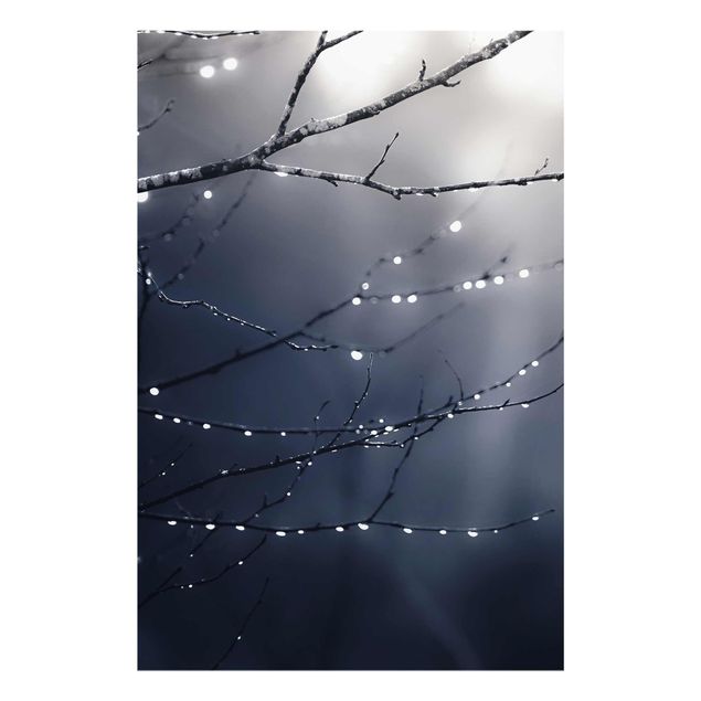 Billeder natur Drops Of Light On A Branch Of A Birch Tree