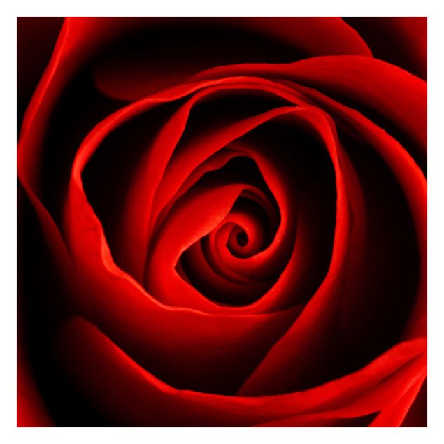 Tapet Lovely Rose