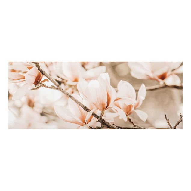 Billeder natur Magnolia Twig Vintage Style