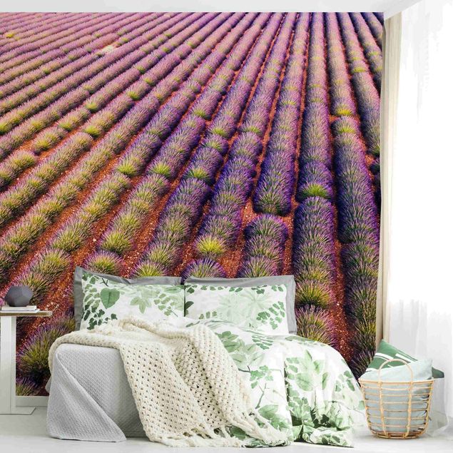 Fototapet blomster Picturesque Lavender Field