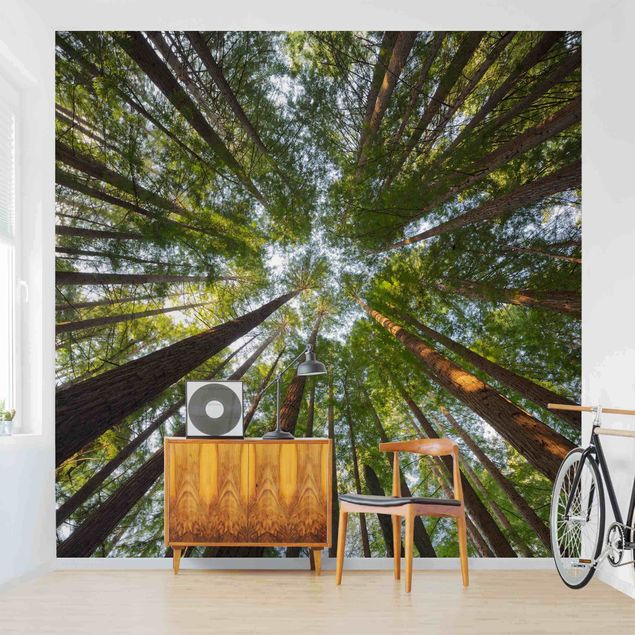 Moderne tapet Sequoia Tree Tops
