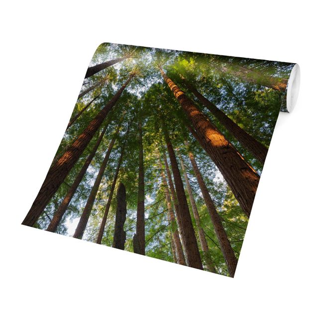 Fototapet grøn Sequoia Tree Tops
