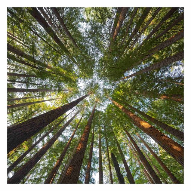 Billeder Rainer Mirau Sequoia Tree Tops