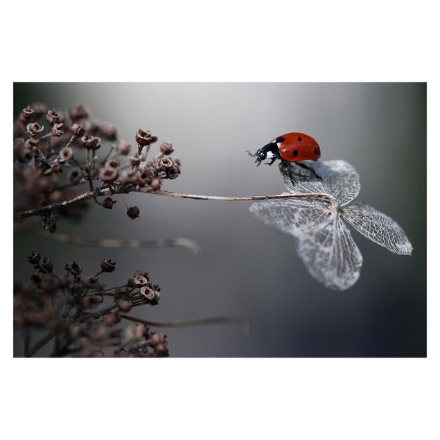 Tapet Ladybird On Hydrangea