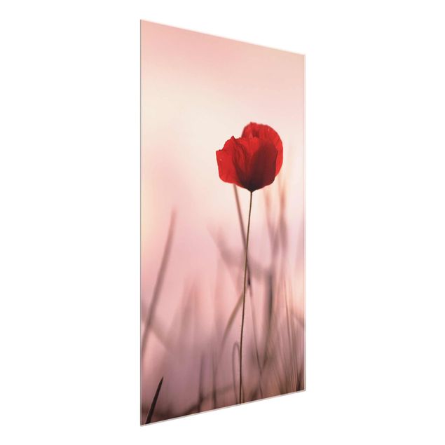 Glasbilleder blomster Poppy Flower In Twilight