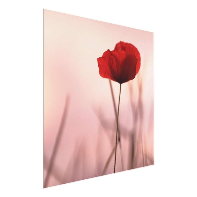Glasbilleder blomster Poppy Flower In Twilight
