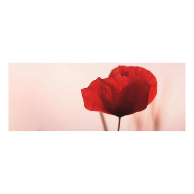 Billeder blomster Poppy Flower In Twilight