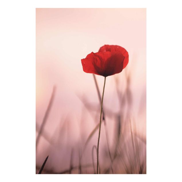 Billeder blomster Poppy Flower In Twilight