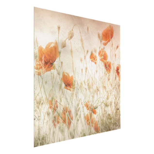 Glasbilleder blomster Poppy Flowers And Grasses In A Field