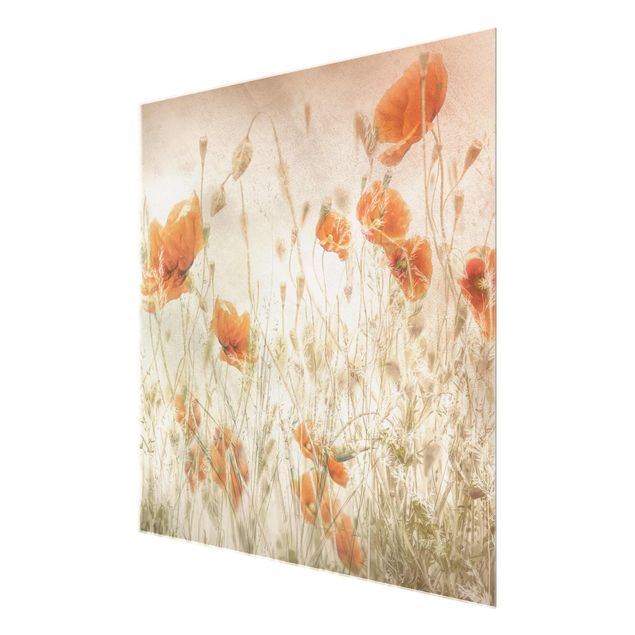 Billeder blomster Poppy Flowers And Grasses In A Field