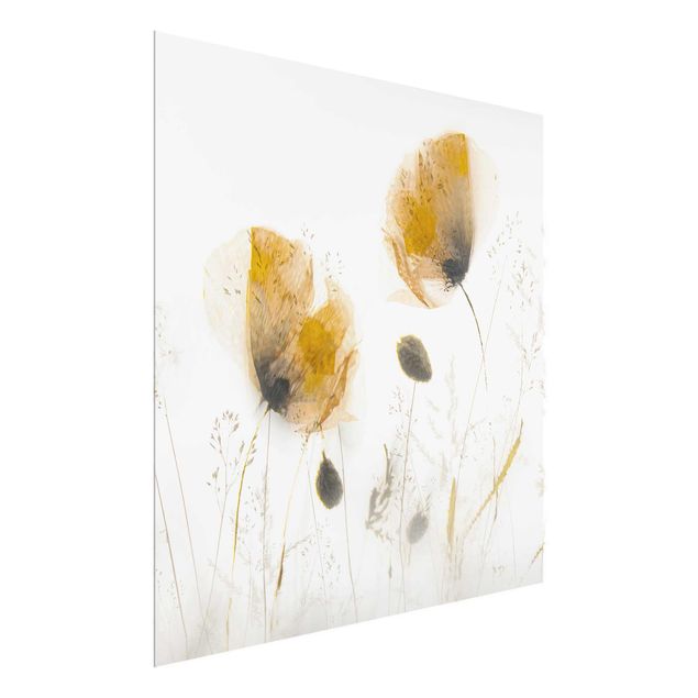 Glasbilleder blomster Poppy Flowers And Delicate Grasses In Soft Fog