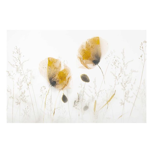 Billeder blomster Poppy Flowers And Delicate Grasses In Soft Fog