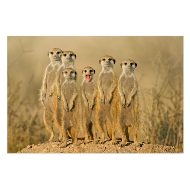 Vinduesklistermærker dyr Meerkat Family