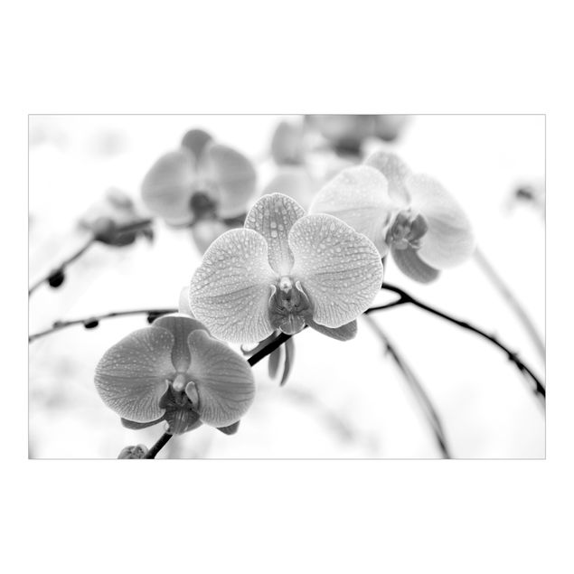 Tapet Close-up Picture Orchid Black And White