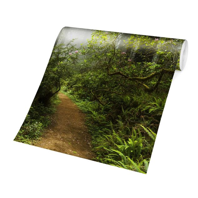 Grøn tapet Misty Forest Path