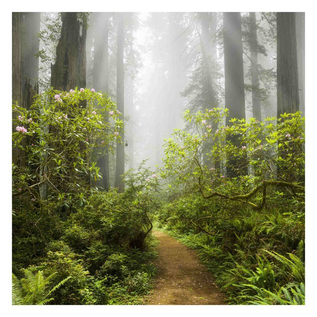Billeder Rainer Mirau Misty Forest Path