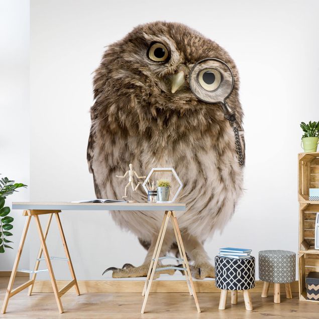 Tapet moderne Curious Owl