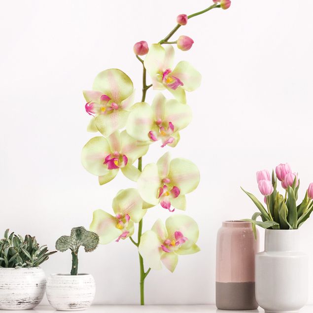 Wallstickers orkideer No.190 Orchid White II