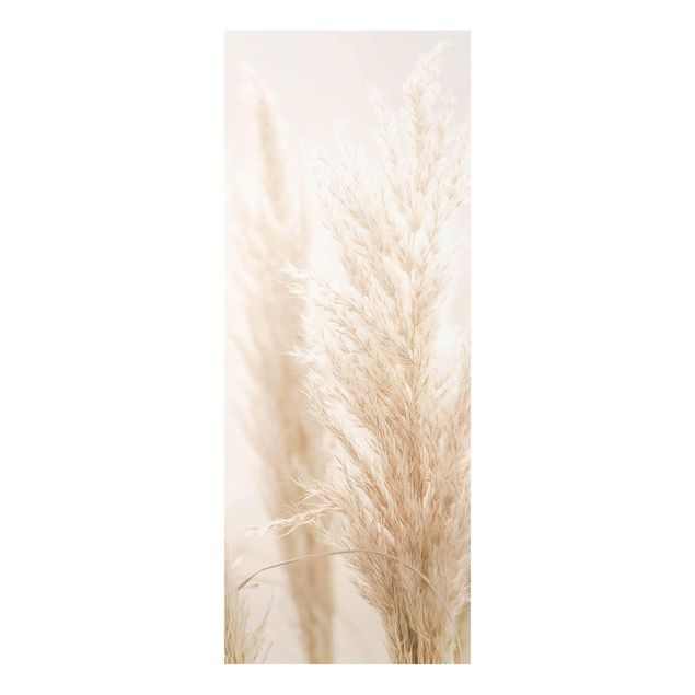 Billeder Monika Strigel Pampas Grass In Sun Light