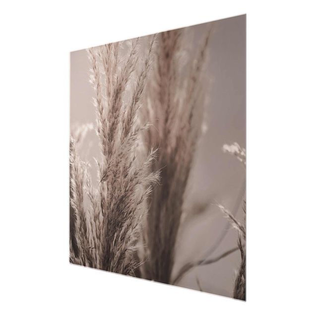 Billeder Monika Strigel Pampas Grass In Late Fall