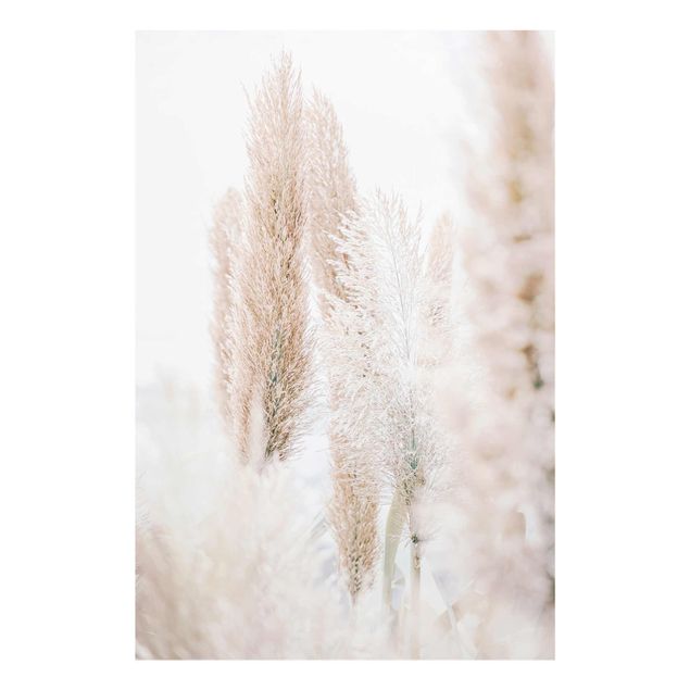 Billeder Monika Strigel Pampas Grass In White Light