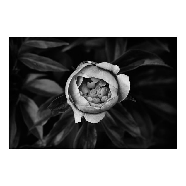 Tapet Peonies In Front Of Leaves Black And White