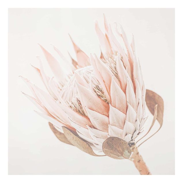 Billeder lyserød Protea Queen Of Flowers