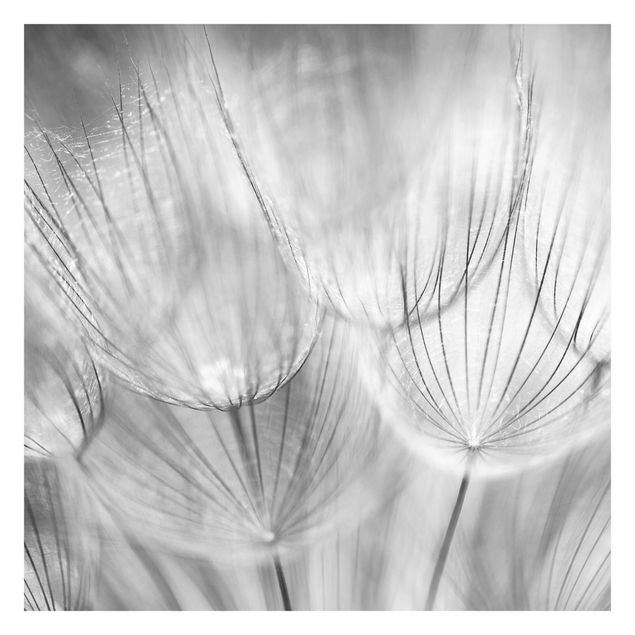 Tapet Dandelions Macro Shot In Black And White