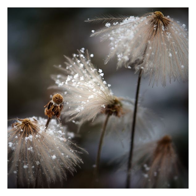 Tapet Dandelions With Snowflakes