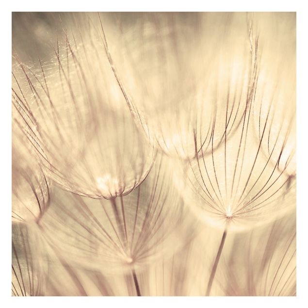 Gult tapet  Dandelions Close-Up In Cozy Sepia Tones