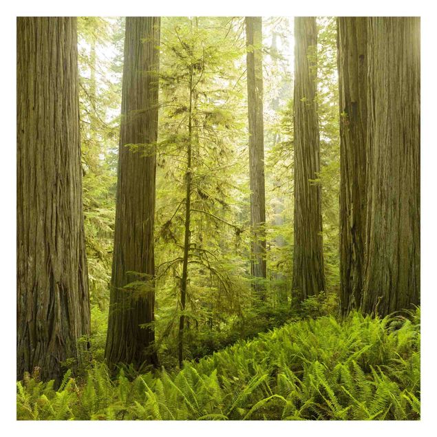 Billeder Rainer Mirau Redwood State Park Forest View